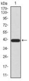 Bone Morphogenetic Protein 4 antibody, NBP2-52423, Novus Biologicals, Western Blot image 