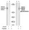 Histone Deacetylase 4 antibody, NBP1-04967, Novus Biologicals, Western Blot image 