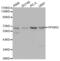 Peroxisome Proliferator Activated Receptor Gamma antibody, abx000655, Abbexa, Western Blot image 