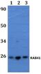 RAB41, Member RAS Oncogene Family antibody, A12434-1, Boster Biological Technology, Western Blot image 