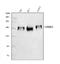 ERBB2 antibody, A00010-4, Boster Biological Technology, Western Blot image 