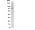 Cullin 4B antibody, R30335, NSJ Bioreagents, Western Blot image 