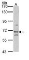 Exocyst Complex Component 7 antibody, PA5-22211, Invitrogen Antibodies, Western Blot image 