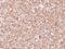 14-3-3 protein epsilon antibody, NBP1-33554, Novus Biologicals, Immunohistochemistry frozen image 