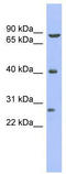 Bromodomain Containing 3 antibody, TA343673, Origene, Western Blot image 