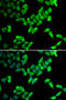 Thyroid Hormone Receptor Interactor 10 antibody, 22-650, ProSci, Immunofluorescence image 