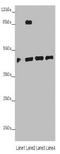 PHD Finger Protein 6 antibody, orb352305, Biorbyt, Western Blot image 