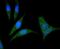 pan Rho antibody, NBP2-67646, Novus Biologicals, Immunofluorescence image 
