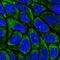 Radical S-Adenosyl Methionine Domain Containing 2 antibody, PA5-65556, Invitrogen Antibodies, Immunofluorescence image 