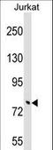 Tripartite Motif Containing 46 antibody, LS-C157276, Lifespan Biosciences, Western Blot image 