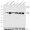 Notch Receptor 2 antibody, 701980, Invitrogen Antibodies, Western Blot image 