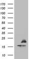Peptidylprolyl Isomerase Like 1 antibody, LS-C789989, Lifespan Biosciences, Western Blot image 