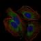 CD59 Molecule (CD59 Blood Group) antibody, NBP2-37436, Novus Biologicals, Immunocytochemistry image 