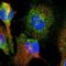 OTDC1 antibody, NBP1-90484, Novus Biologicals, Immunofluorescence image 