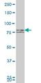 Mitofusin 1 antibody, ab57602, Abcam, Western Blot image 