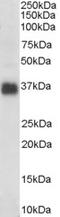 Clusterin antibody, EB06929, Everest Biotech, Western Blot image 