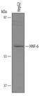 One Cut Homeobox 1 antibody, AF6277, R&D Systems, Western Blot image 