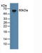 Interferon Gamma Receptor 1 antibody, LS-C314790, Lifespan Biosciences, Western Blot image 