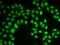RAD17 Checkpoint Clamp Loader Component antibody, orb167273, Biorbyt, Immunofluorescence image 