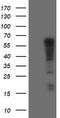 Spring antibody, TA800053BM, Origene, Western Blot image 