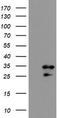 RNA Binding Protein, MRNA Processing Factor antibody, TA800208AM, Origene, Western Blot image 