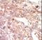 EPH Receptor A1 antibody, LS-C100253, Lifespan Biosciences, Immunohistochemistry frozen image 