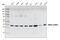 MO25 antibody, 2716S, Cell Signaling Technology, Western Blot image 