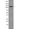 Sterol Regulatory Element Binding Transcription Factor 2 antibody, PA5-64716, Invitrogen Antibodies, Western Blot image 