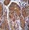 Testis Specific Serine Kinase 6 antibody, LS-C160283, Lifespan Biosciences, Immunohistochemistry paraffin image 