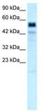 T-Box 21 antibody, TA330627, Origene, Western Blot image 