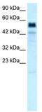 T-Box 21 antibody, TA330627, Origene, Western Blot image 