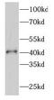 GATA Binding Protein 5 antibody, FNab03364, FineTest, Western Blot image 