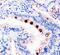 Trefoil Factor 1 antibody, PA5-80110, Invitrogen Antibodies, Immunohistochemistry frozen image 
