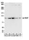 Ubiquitin Protein Ligase E3A antibody, NB500-239, Novus Biologicals, Western Blot image 