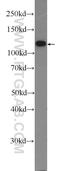 Solute Carrier Family 8 Member A1 antibody, 55075-1-AP, Proteintech Group, Western Blot image 