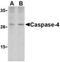 Caspase 4 antibody, NBP1-77208, Novus Biologicals, Western Blot image 