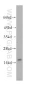 RPMS17 antibody, 18881-1-AP, Proteintech Group, Western Blot image 