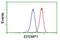 EGF Containing Fibulin Extracellular Matrix Protein 1 antibody, NBP2-01378, Novus Biologicals, Flow Cytometry image 