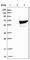 Tubulin Folding Cofactor E antibody, HPA026552, Atlas Antibodies, Western Blot image 