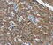 Catalase antibody, MBS2520933, MyBioSource, Immunohistochemistry paraffin image 