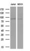 Mitofusin 1 antibody, MA5-26525, Invitrogen Antibodies, Western Blot image 
