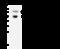 RNA Binding Motif Protein 14 antibody, GTX02191, GeneTex, Immunoprecipitation image 