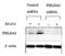 Pleckstrin Homology Like Domain Family A Member 3 antibody, 71-195, BioAcademia Inc, Western Blot image 