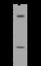 Zinc Finger CCHC-Type Containing 10 antibody, 205010-T32, Sino Biological, Western Blot image 