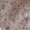 Adrenoceptor Alpha 1A antibody, NBP2-38145, Novus Biologicals, Immunohistochemistry frozen image 