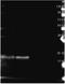 p21 antibody, orb344398, Biorbyt, Western Blot image 