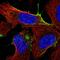 Ankyrin Repeat Domain 13B antibody, HPA063748, Atlas Antibodies, Immunofluorescence image 