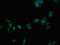 Ceramide Synthase 5 antibody, CSB-PA847636LA01HU, Cusabio, Immunofluorescence image 