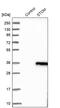 Stomatin antibody, PA5-52763, Invitrogen Antibodies, Western Blot image 