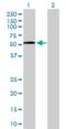 Dysbindin-1 antibody, H00084062-D01P, Novus Biologicals, Western Blot image 